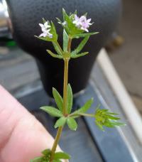 Sherardia arvensis image